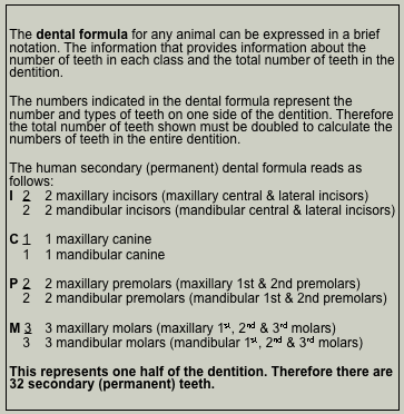 Human Dental Formula Permanent Dentition.png